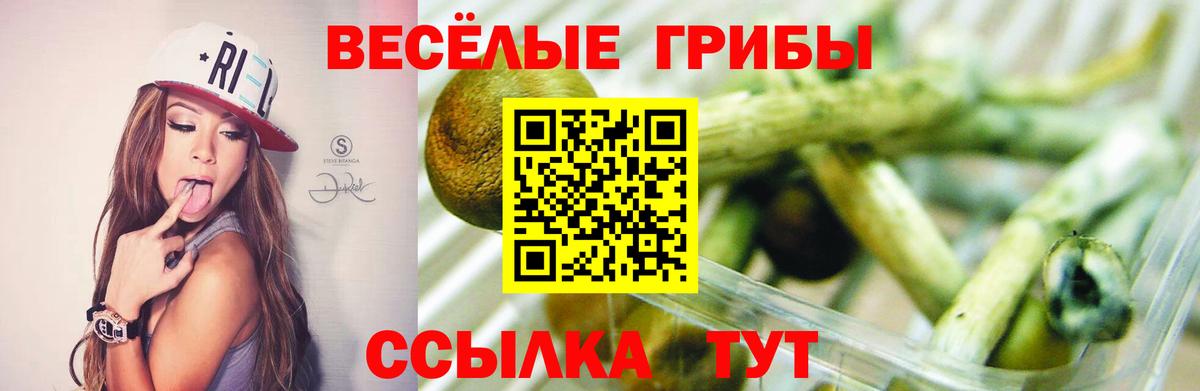 Вольск  Псилоцибиновые грибы Psilocybine cubensis  Псилоцибиновые грибы Psilocybe  наркота  Вход с VPN 